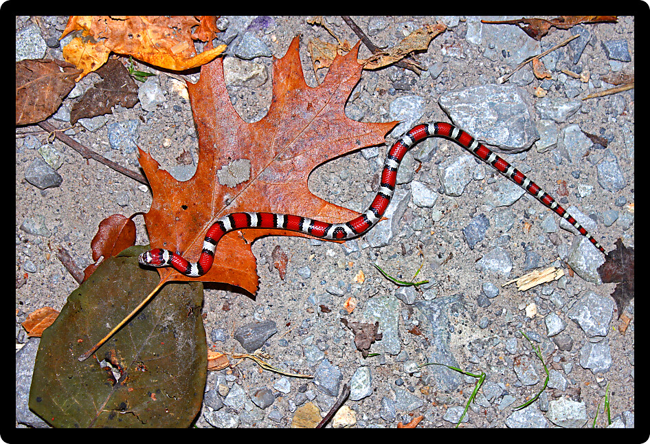 Red Milk Snake (Lampropeltis triangulum syspila) slithering across ground in southern Illinois.