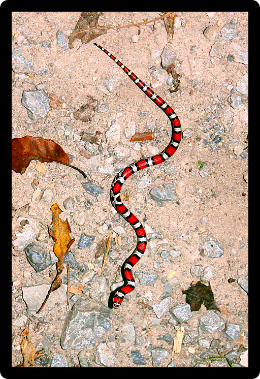 Red Milk Snake (Lampropeltis triangulum syspila) slithering across ground in Illinois.