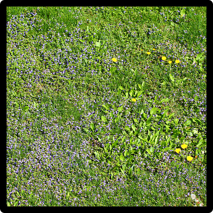 Residential lawn with dandelions and other weeds growing out of control.