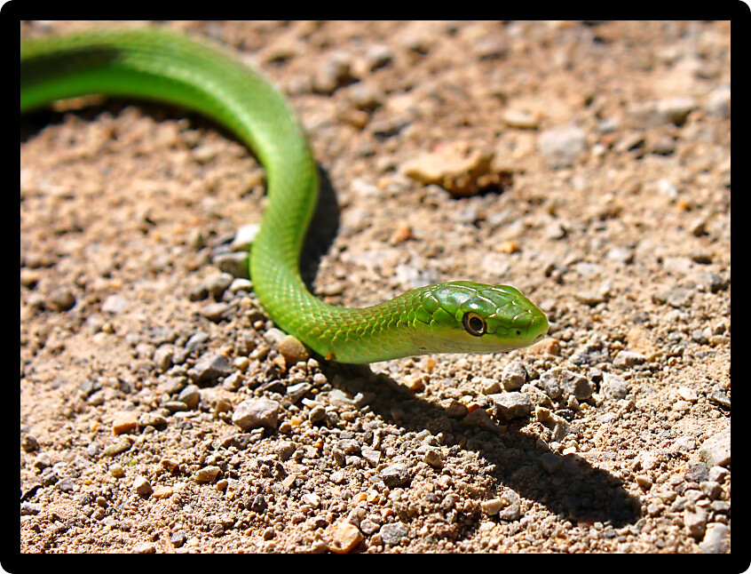 Rough Green Snakes (Opheodrys aestivus) are a reptile species inhabiting Illinois.