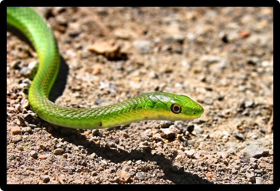 Rough Green Snake (Opheodrys aestivus) inhabiting the a forest landscape in Illinois.