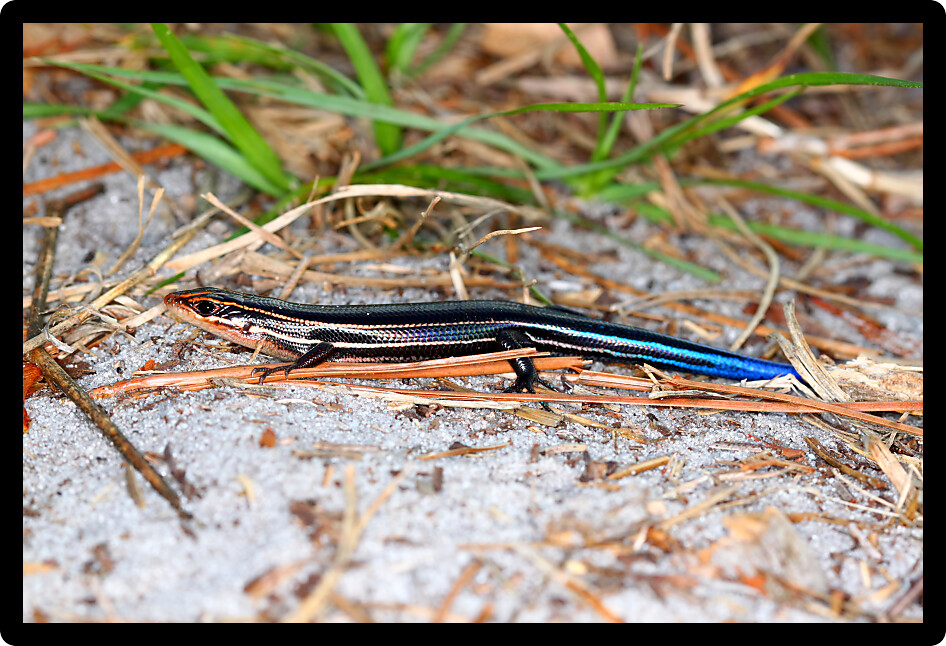 Southeastern Fivelined Skink (Plestiodon inexpectatus) in a Florida nature preserve.