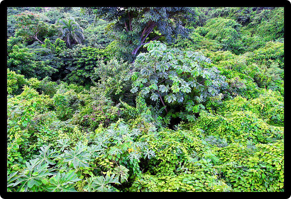 Tropical rainforest plants on the Caribbean island of Puerto Rico.