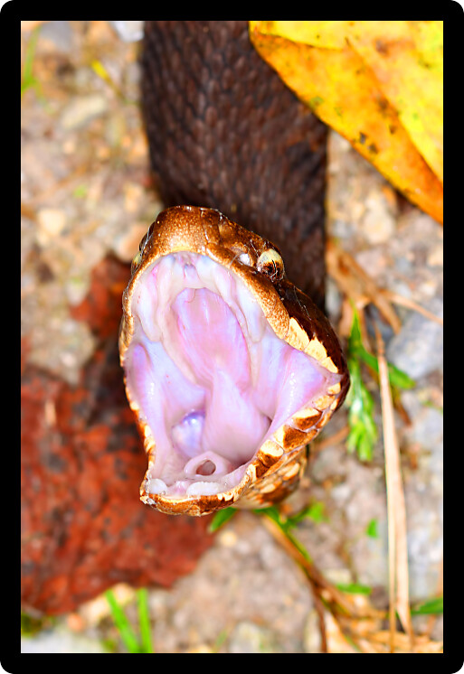 Cottonmouth (Agkistrodon piscivorus) in a forest habitat of southern Illinois.