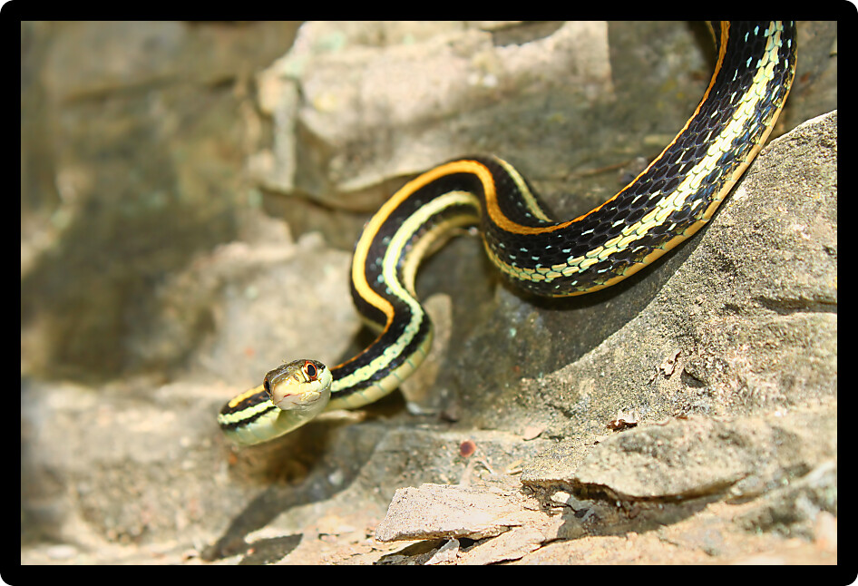 Western Ribbon Snake (Thamnophis proximus) hanging on a rock ledge in Illinois.
