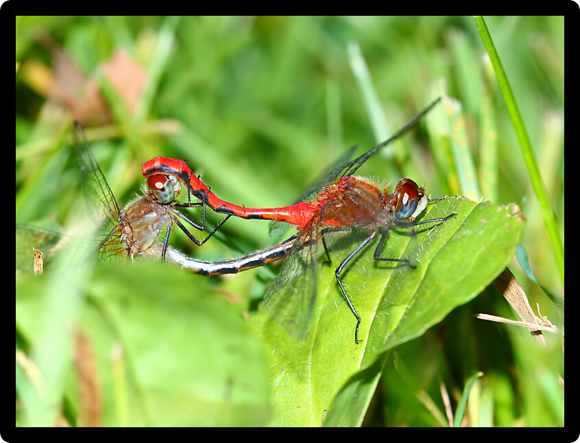 White-faced Meadowhawk (Sympetrum obtrusum) Dragonflies can be found near lakes and ponds in the northern United States.