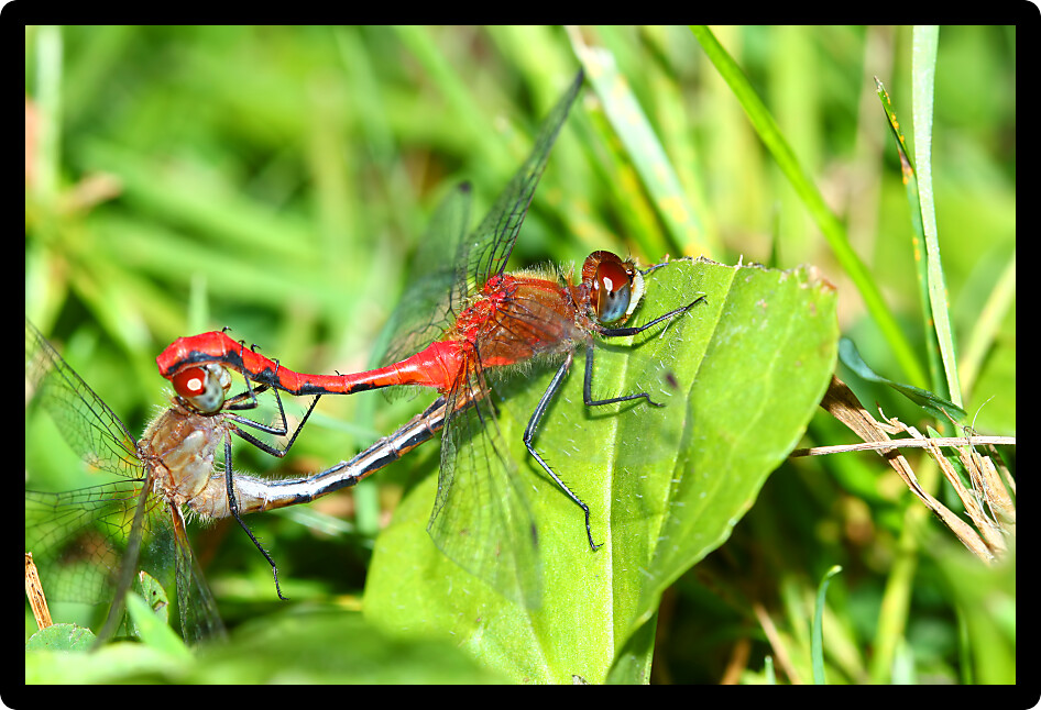 White-faced Meadowhawk (Sympetrum obtrusum) Dragonfly in a northern Illinois natural area.