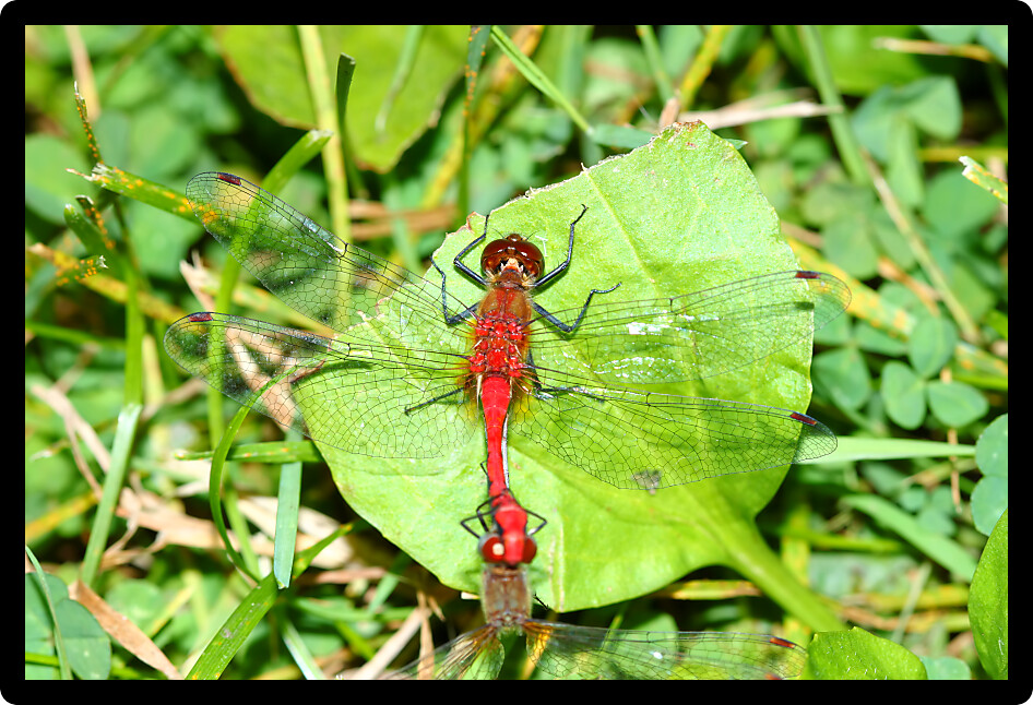 White-faced Meadowhawk (Sympetrum obtrusum) Dragonfly in a northern Illinois natural area.