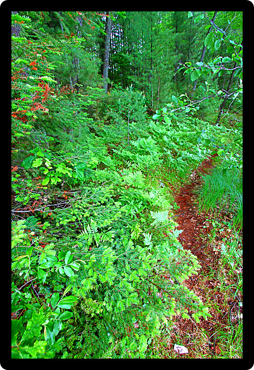 Ferns grow in the understory of a vivid green northwoods forest in Wisconsin.