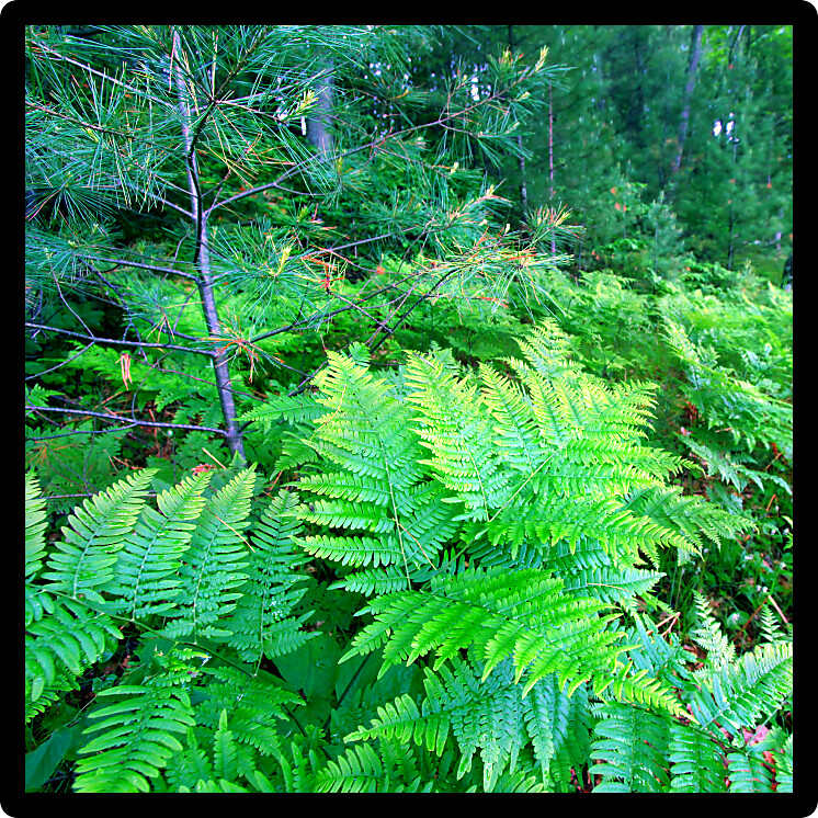 Ferns grow in the understory of a vivid green northwoods forest in Wisconsin.