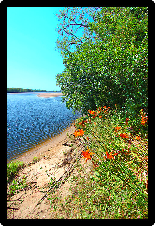 Orange daylilies grow along the shoreline of the Wisconsin River near the town of Portage.