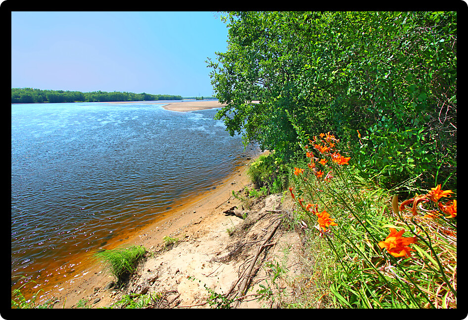 Orange daylilies grow along the shoreline of the Wisconsin River near the town of Portage.
