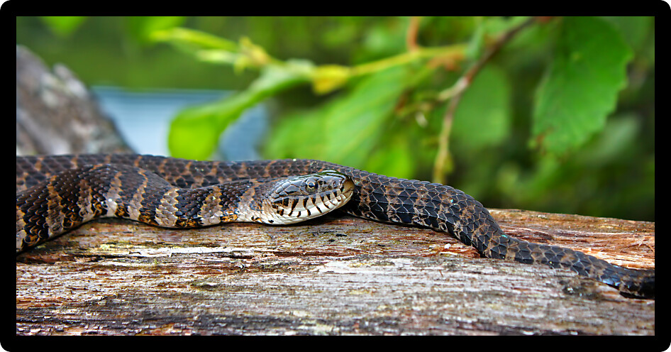 Northern Water Snake (Nerodia sipedon) inhabiting a northwoods lake habitat of Wisconsin.