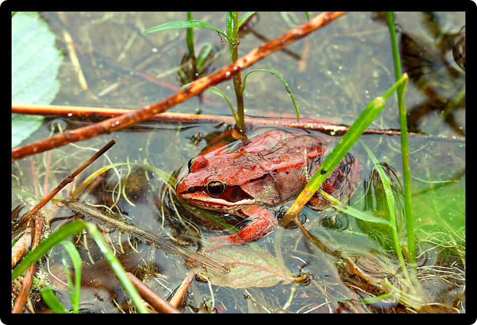 Wood Frogs (Rana sylvatica) are adapted to handle cold temperatures and occur throughout northern North America.