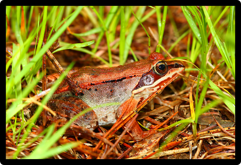 Wood Frog (Rana sylvatica) in the northwoods of Wisconsin.