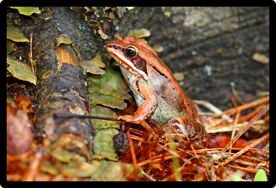 Wood Frogs (Rana sylvatica) can tolerate cold temperatures and occur throughout northern North America.