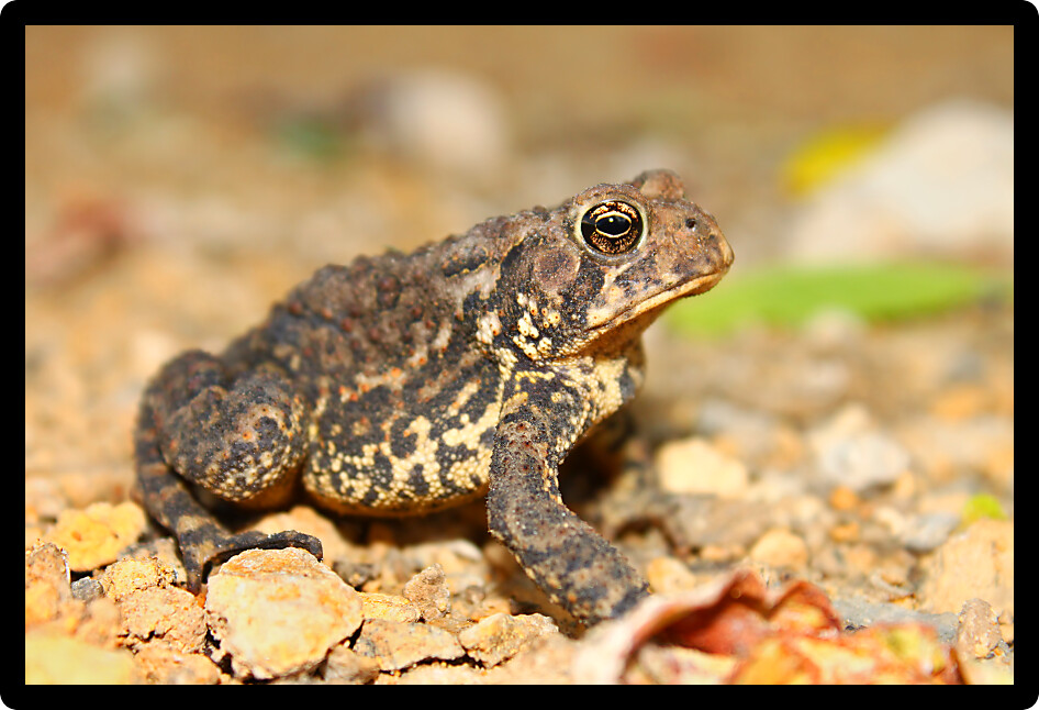 American Toad (Bufo americanus) is an amphibian species commonly found in northern Illinois.