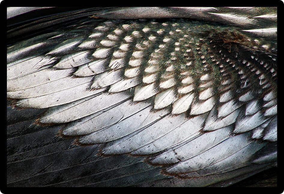 Plumage patterns of an Anhinga bird found in Everglades National Park of Florida.