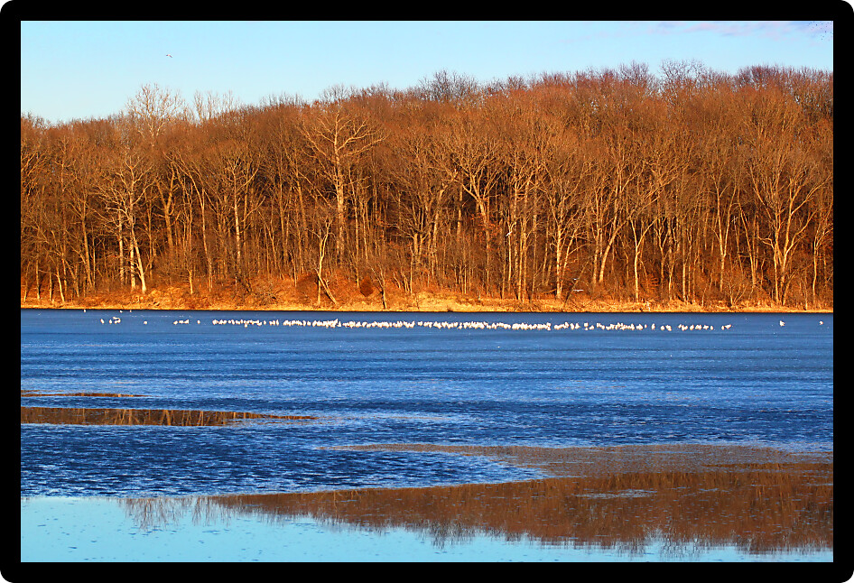 Sunlit shoreline at Clinton Lake State Recreation Area in central Illinois.