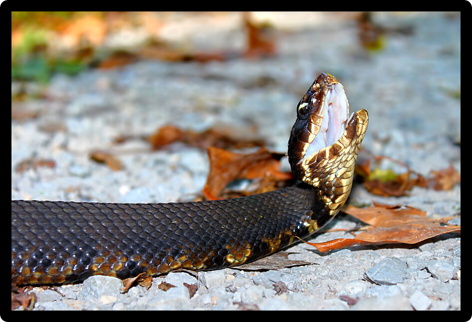 Cottonmouth (Agkistrodon piscivorus) flashes a bright white mouth in southern Illinois.