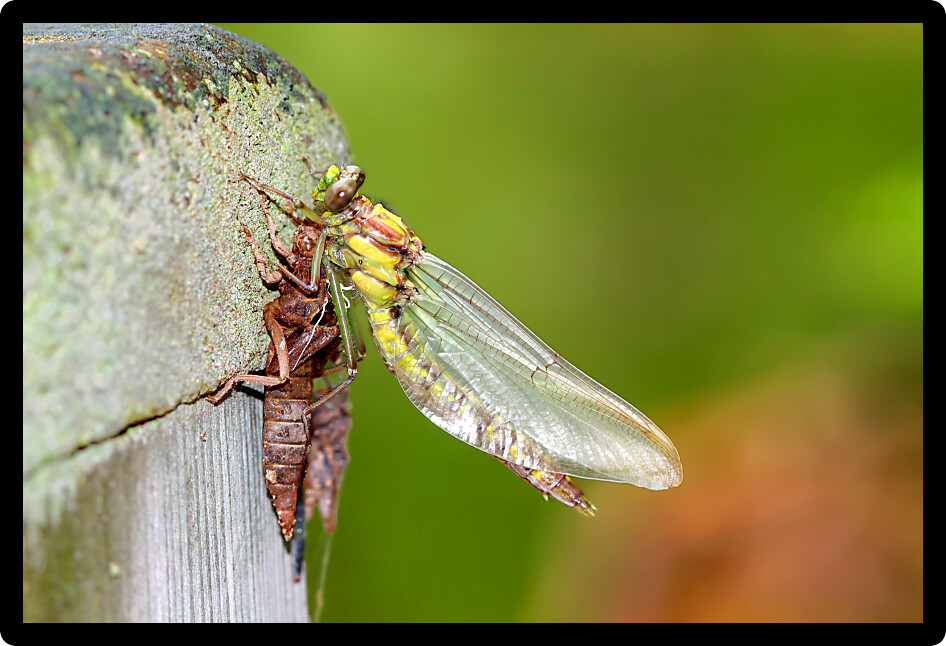 Dragonfly emerges from its nymph stage near a northwoods lake in Wisconsin.