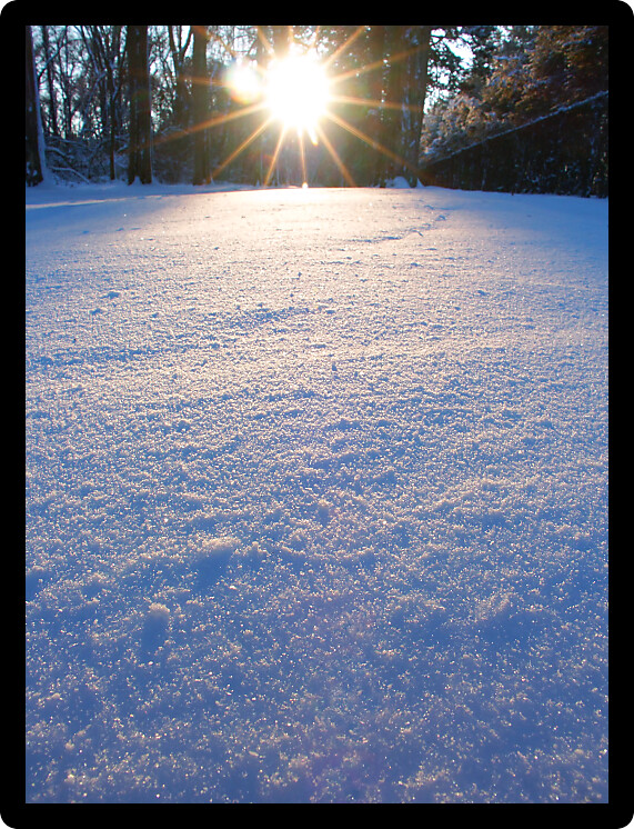 Sunlight sparkles through ice crystals on a cold winter day at Allerton Park in central Illinois.