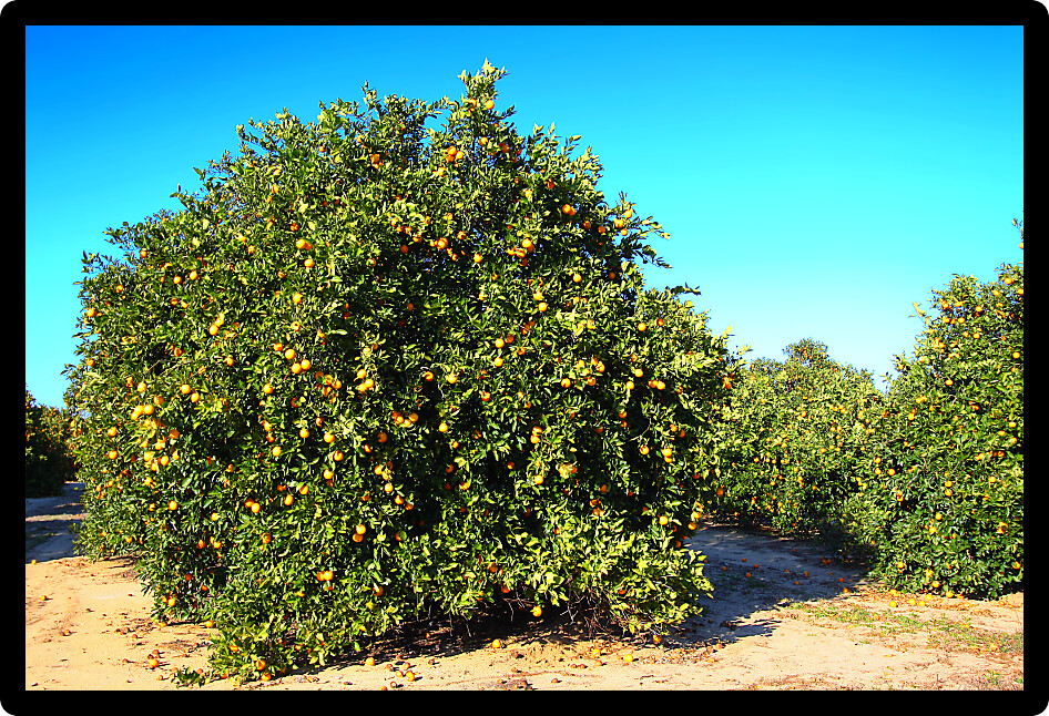 Orange groves cover the landscape of central Florida.