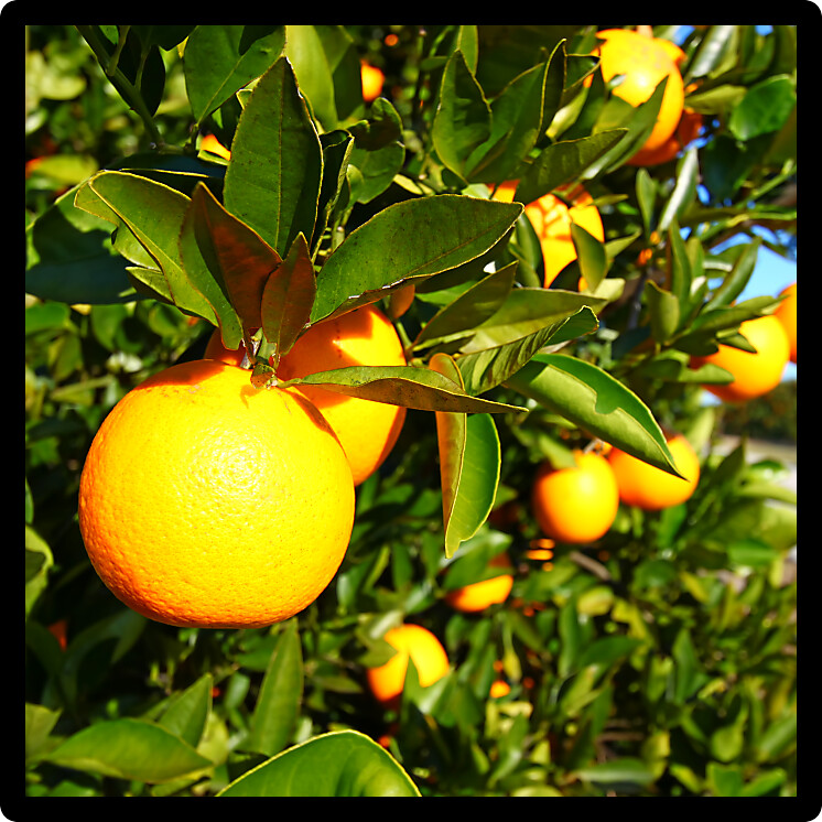 Dense orange groves of Florida on a sunny day.