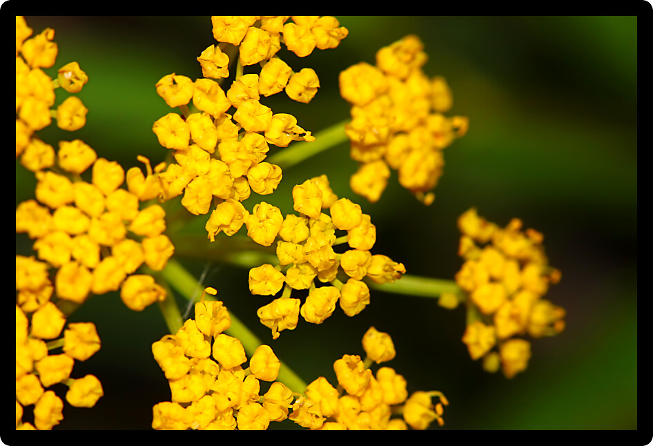 Golden Alexanders (Zizia aurea) bloom in an Illinois prairie.
