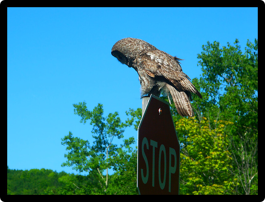 Great Gray Owl (Strix nebulosa) sitting on a stop sign in northern Wisconsin.