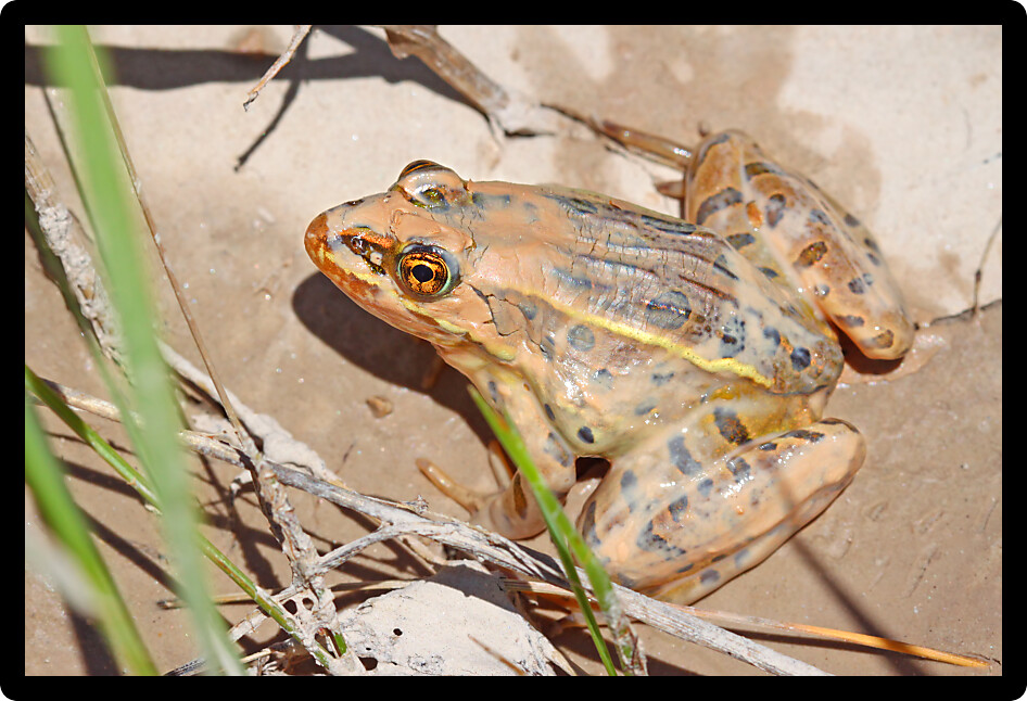 Northern Leopard Frog in a muddy stream of the Conata Basin in Badlands National Park.