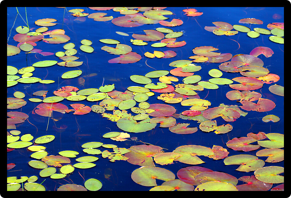 Lily Pads form a beautiful mosaic of color on the waters of Mabel Lake in northwoods Wisconsin.