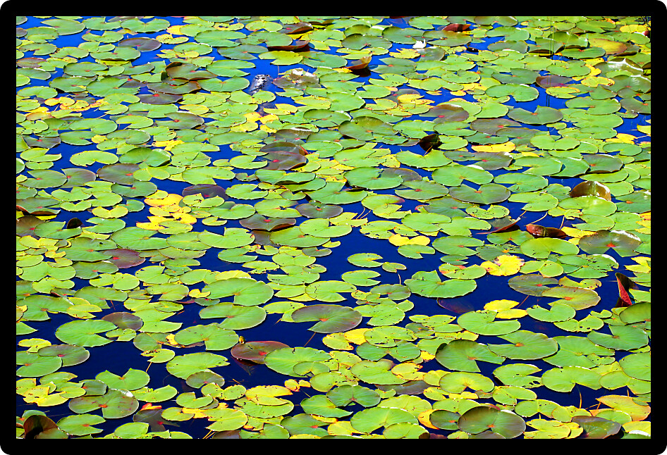Lily Pads form a beautiful mosaic of color on the waters of Mabel Lake in northwoods Wisconsin.