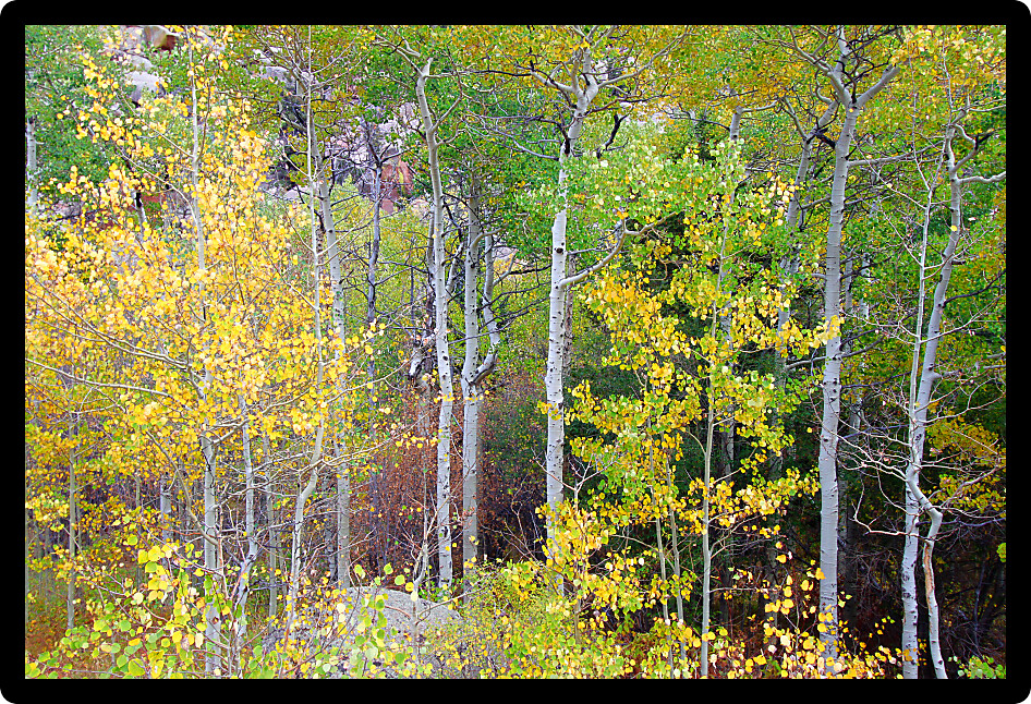 Aspen trees grow amongst the rocky landscape of Medicine Bow National Forest in Wyoming.