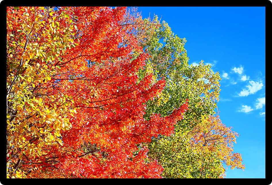 Brilliant spectrum of autumn colors against a bright blue sky in upper Michigan.