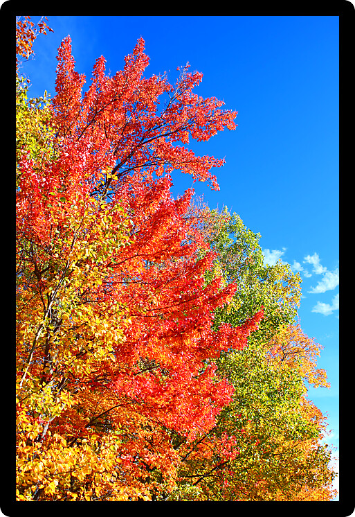 Brilliant spectrum of fall colors against a bright blue sky in upper Michigan.