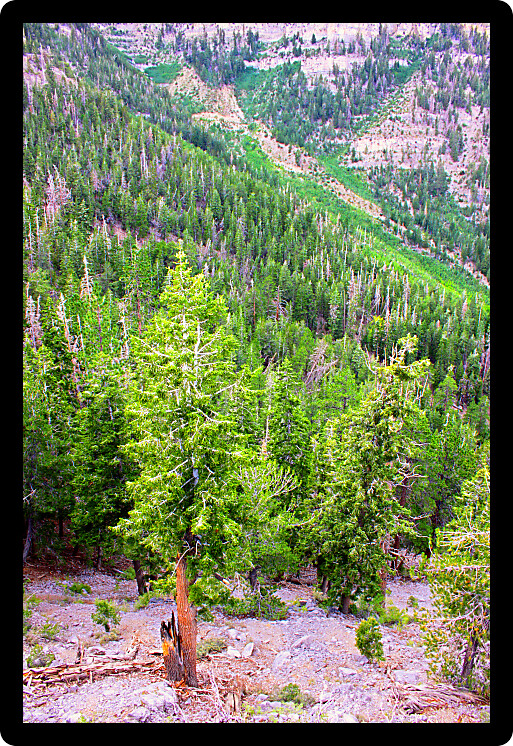 Beautiful rugged forest landscape of Nevada from Mount Charleston.