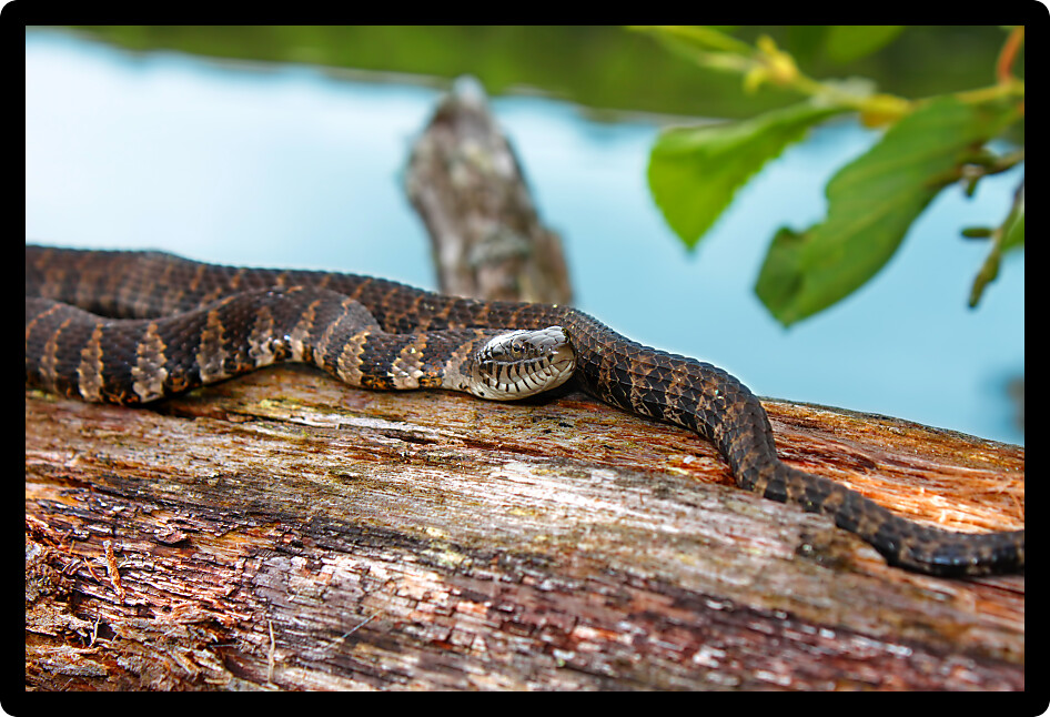 Northern Water Snake (Nerodia sipedon) basking over a lake in Wisconsin.