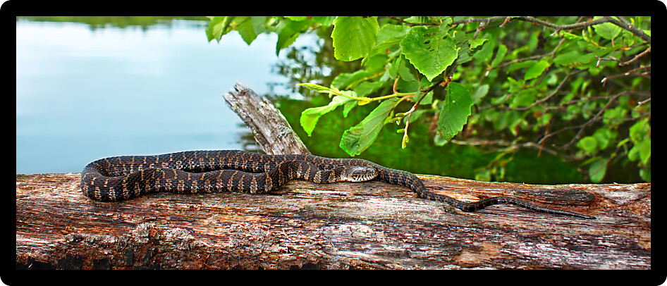 Northern Water Snake (Nerodia sipedon) basking over a lake in Wisconsin.