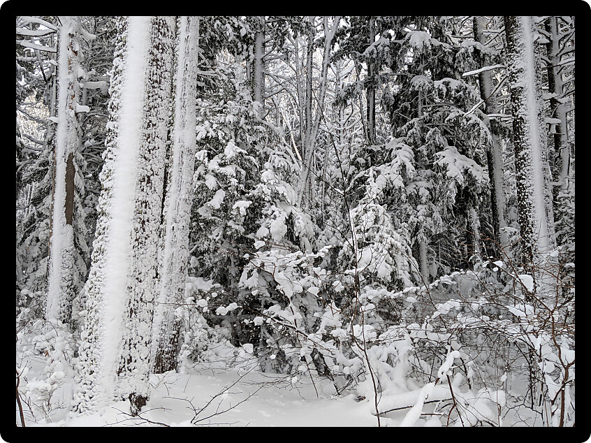 Northwoods winter wonderland in the Upper Peninsula of Michigan.