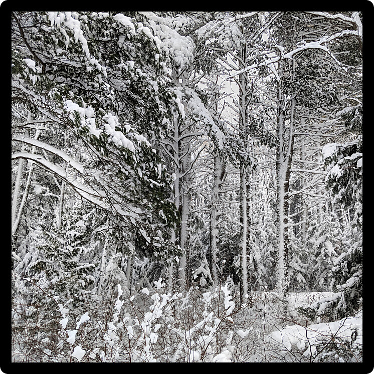 Northwoods winter wonderland in the Upper Peninsula of Michigan.