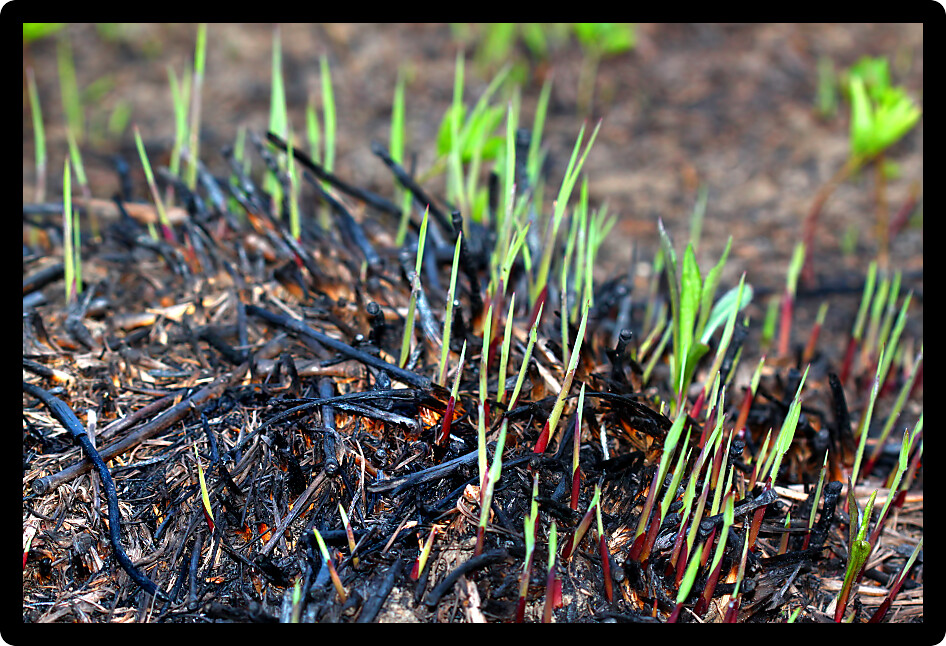 Prescribed burns help control invasive species and recycle nutrients in prairie ecosystems such as this one in Champaign County Illinois.