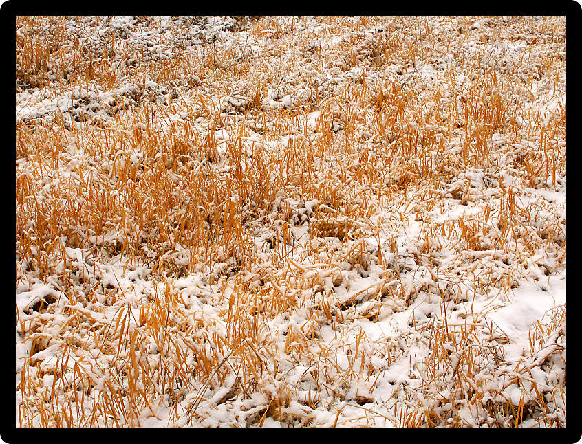 Snow falls among dried prairie grass in a meadow of northern Illinois.
