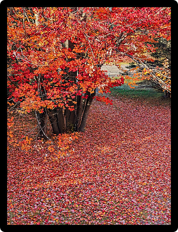 Bright red maple leaves on an autumn day in northern Michigan.