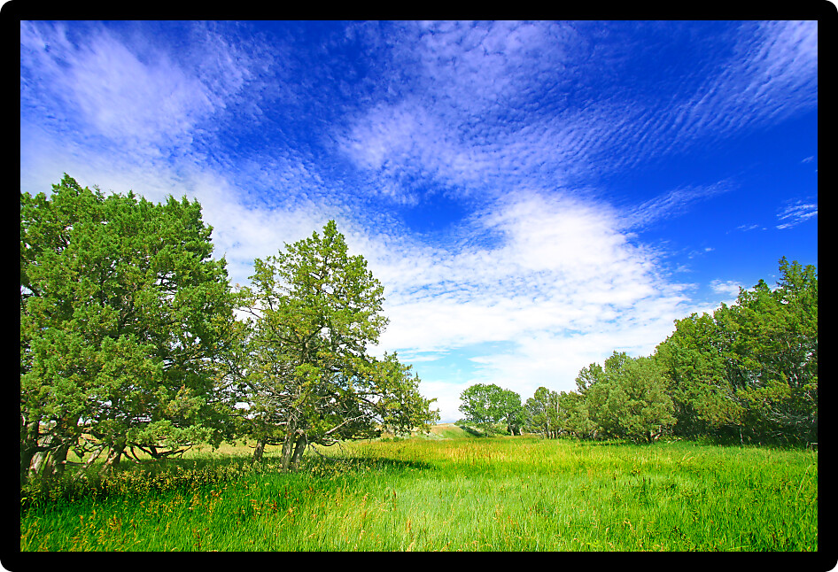 Meadow and forest scenery of the Sage Creek Basin in Badlands National Park South Dakota.