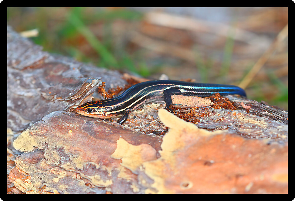 Southeastern Fivelined Skink (Plestiodon inexpectatus) in a Florida nature preserve.