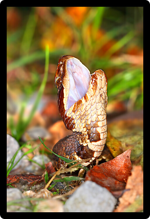 Cottonmouths (Agkistrodon piscivorus) are a common venomous snake species inhabiting wetlands in the southern United States.
