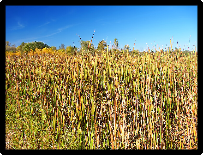 Cattail marsh at Lake LaGrange in the Kettle Moraine State Forest of Wisconsin.