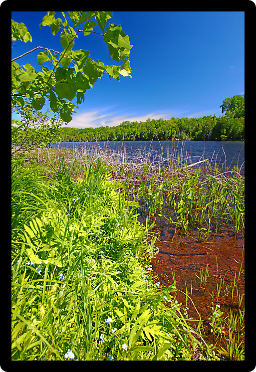Shoreline landscape at Little Horsehead Lake on a summer day in northwoods Wisconsin.