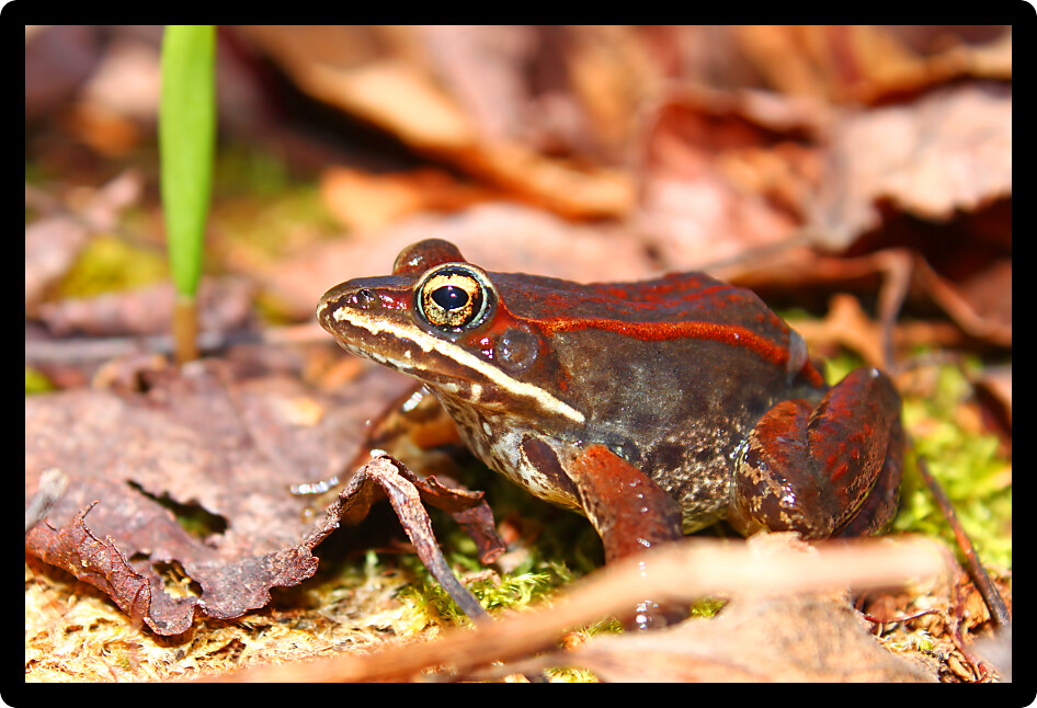 Wood Frog (Rana sylvatica) near a woodland wetland in northwoods Michigan.